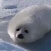 Letuchayamyshka