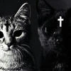 fallenangelfromhell