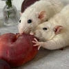 Туся Капибарновая