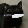 black cat Sisu