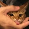 Lumi_Luuu