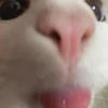 Kamikaze_0