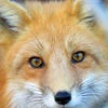 RedFoxGirl