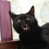 Оскал Чеширского Кота