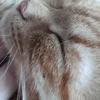 Fifth banner
