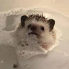 Сладкий малиновый рыжик