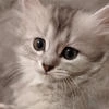 MitriXX