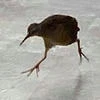 Drargura