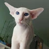 Sanya_Sarancha
