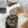 Кот-Дрёма