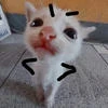 Tuzik_omg