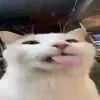 иоши кошак