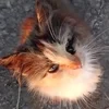Элькуми