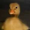 уточка жёлтая