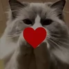 Kotikxxx