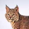Smalllynx