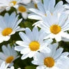 Cham_0_mile