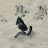 Pretty_bird