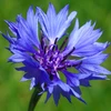 -Cornflower-