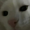Hhffeecfgh