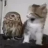 ._OwO_.