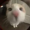раветт