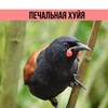 Pechalnaya Xuya