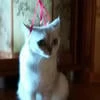 Foxy-_-