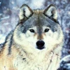 Schneewolf
