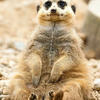 Animal Wor