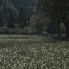 Flowerslover228