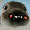 Yuki_kot