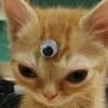 space cat