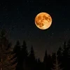 OrangeMoon