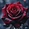 FollowtheMorningstar