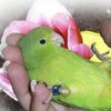 paradiigma