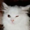 kittencryy.