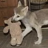шакаклз