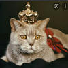 Catherine the Cat
