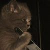 Чёртов кот