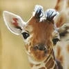 Girafko
