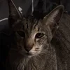DreamVil