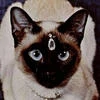 Astera del Ishram