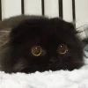 марсовский ёжик