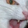 gotka