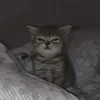 Шиюй