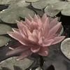 Soft pink lotus