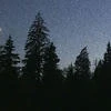 Liska_irisk