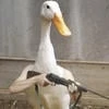 YtkaDck