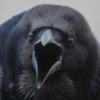 SadRaven